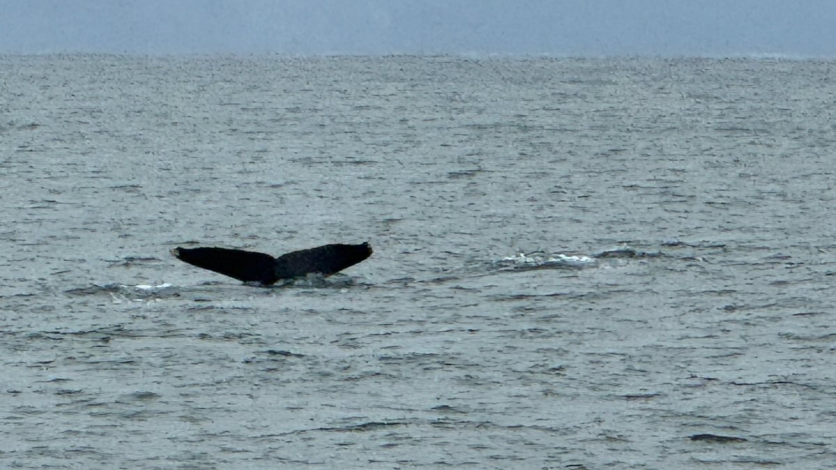 Top 10 Things to Do in Whale Season in Puerto Vallarta (2026–2027)
