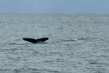 Whale Season