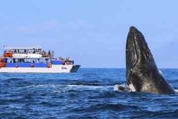 Whale Watching
