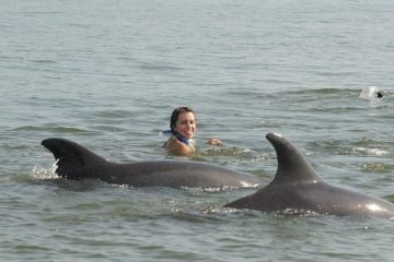Dolphin Watching